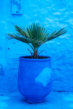 Green Palm Planted In Big Blue Clay Pot