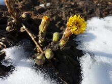 Bush Of Spring Flowers Coltsfoot  On White Snow And Ground. Medicinal Plant - Yellow Flower And Buds On Stems.