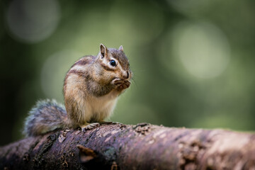 Wall Mural - siberian chipmunk (eutamias sibiricus) in the forest in noord brabant in the netherlands