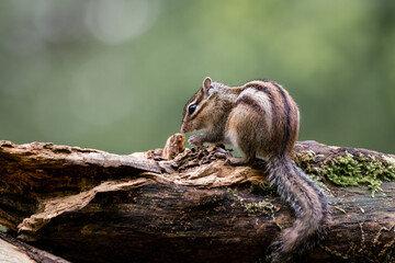 Wall Mural - siberian chipmunk (eutamias sibiricus) in the forest in noord brabant in the netherlands