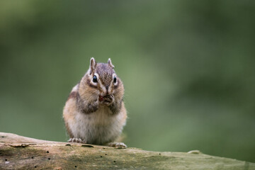 Wall Mural - siberian chipmunk (eutamias sibiricus) in the forest in noord brabant in the netherlands