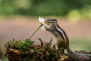Wall Mural - siberian chipmunk (eutamias sibiricus) in the forest in noord brabant in the netherlands