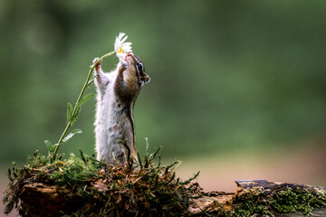 Wall Mural - siberian chipmunk (eutamias sibiricus) in the forest in noord brabant in the netherlands