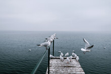 Seagulls On The Pier