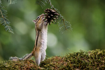 Wall Mural - squirrel with a flower