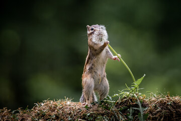Wall Mural - siberian chipmunk (eutamias sibiricus) in the forest in noord brabant in the netherlands