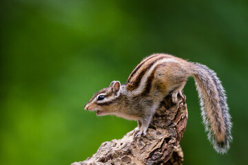 Wall Mural - Siberian chipmunk (Eutamias sibiricus) in the forest in Noord Brabant in the Netherlands