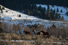 Wild Horses In The BC Interior