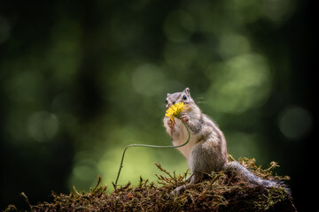 Wall Mural - squirrel with a flower