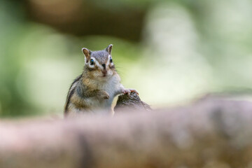 Wall Mural - siberian chipmunk (eutamias sibiricus) in the forest in noord brabant in the netherlands