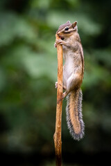 Wall Mural - siberian chipmunk (eutamias sibiricus) in the forest in noord brabant in the netherlands