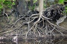 Exposed Tree Roots