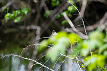 Cute Bird