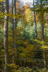 Sticker - Herbstliche Bäume im Mischwald