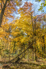 Canvas Print - Herbstliche Bäume im Mischwald