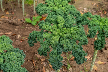 Wall Mural - Kale plants in an organic garden. Brassica oleracea var. sabellica. Healthy food concept.