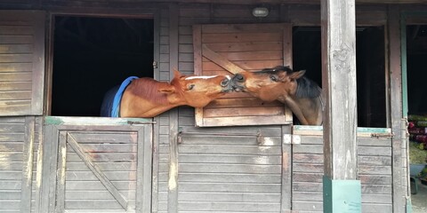 Two brown horses kissing in adjacent boxes.
