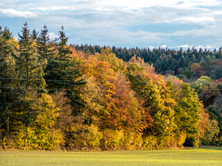 Wall Mural - Herbstwald