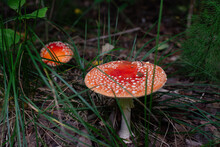 Two Amanita Mushrooms In Dark Forest