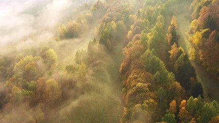 Wall Mural - Flying over fabulous autumn forest with fog in the early morning, aerial view. Silence, calmness and relaxation concept.