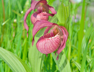 Canvas Print - Wild blooming orchid (Cypripedium macranthon)