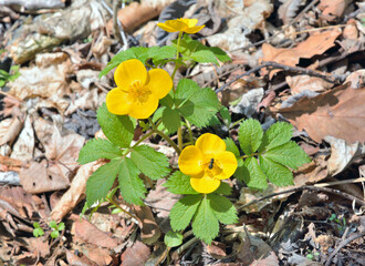 Canvas Print - Spring yellow flower (Hylomecon vernalis)