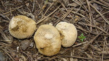 Puffball , Mushroom
Puffball Fungus (Lycoperdon Perlatum) Spores Reproduction Smoke Mushroom
Lycoperdon Molle, Commonly Known As The Smooth Puffball Or The Soft Puffball, Wild Mushroom From Europa