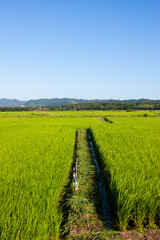 Poster - 田んぼと空