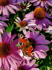 Wall Mural - selective focus shot of a butterfly on echinacea purpurea flower