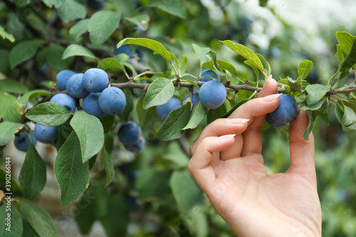 Fotomural Woman picking sloe berries off bush outdoors, closeup