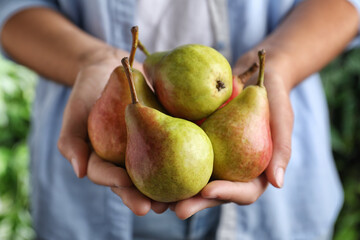 Farmer holding fresh ripe pears outdoors, closeup