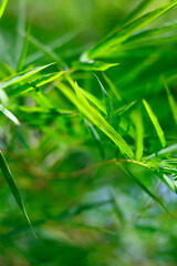 Wall Mural - close up of green bamboo leaves in the rainforest