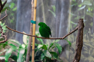 Canvas Print - Closeup of a cute bird standing on a wooden stick