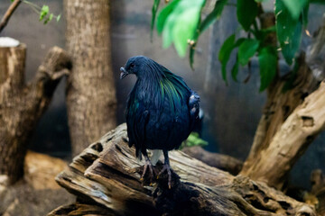 Canvas Print - Closeup of a cute bird standing on a tree branch