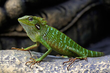 A Green Crested Lizard (Bronchocela Jubata) Is Sunbathing Before Starting His Daily Activities.