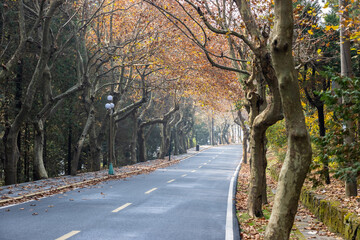 Wall Mural - autumn road on lushan mountain