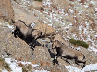 Poster - Two wild goats with long horns fighting in the snowy mountains