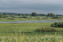 Lakeside Scenery Before Rain. Gulls Flying Over. Dark Sky And Fresh Green Field.