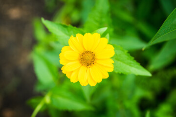 Beautiful yellow blooming heliopsis in the garden. Selective focus. Shallow depth of field.