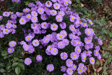 Wall Mural - Closeup of purple aromatic Aster flowers in a field