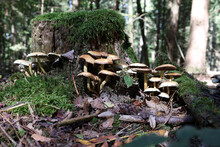 Closeup Of Yellow Forest Mushrooms