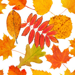 Wall Mural - seamless pattern with various autumn laves on white background