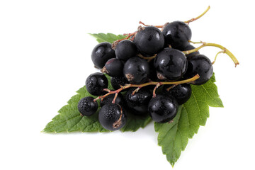 Poster - Black currant on leaf