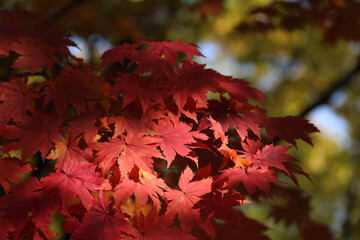 Wall Mural - Red autumn maple