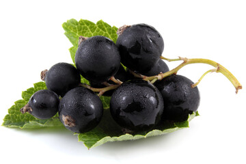 Poster - Black currant on leaf