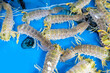 Fresh mantis shrimp in the fish market