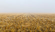 Agricultural field of harvested corn with fog in the background in autumn. Region of El Páramo, León, Spain.