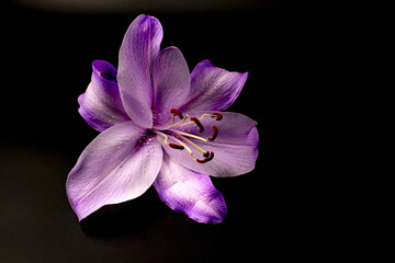 Wall Mural - closeup shot of purple lily flower on dark background