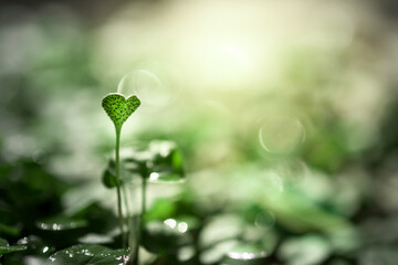 Poster - Small plants grow in nature with drops of water on their leaves. New life begins in the forest. The circle of life.