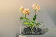 Mini Orchids Flowers In Sunlight At Home. Table Decoration Houseplant In Transparent Pot Showing Roots Of Orchind Plant.